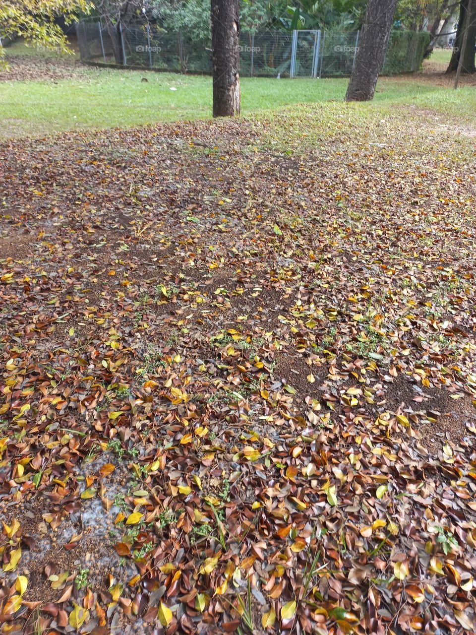 A queda das folhas no outono é uma estratégia das plantas, para protegerem do frio, reduzindo só máximo o seu gasto de energia, com menos luz solar, a primeira alteração é parar de produzir clorofila