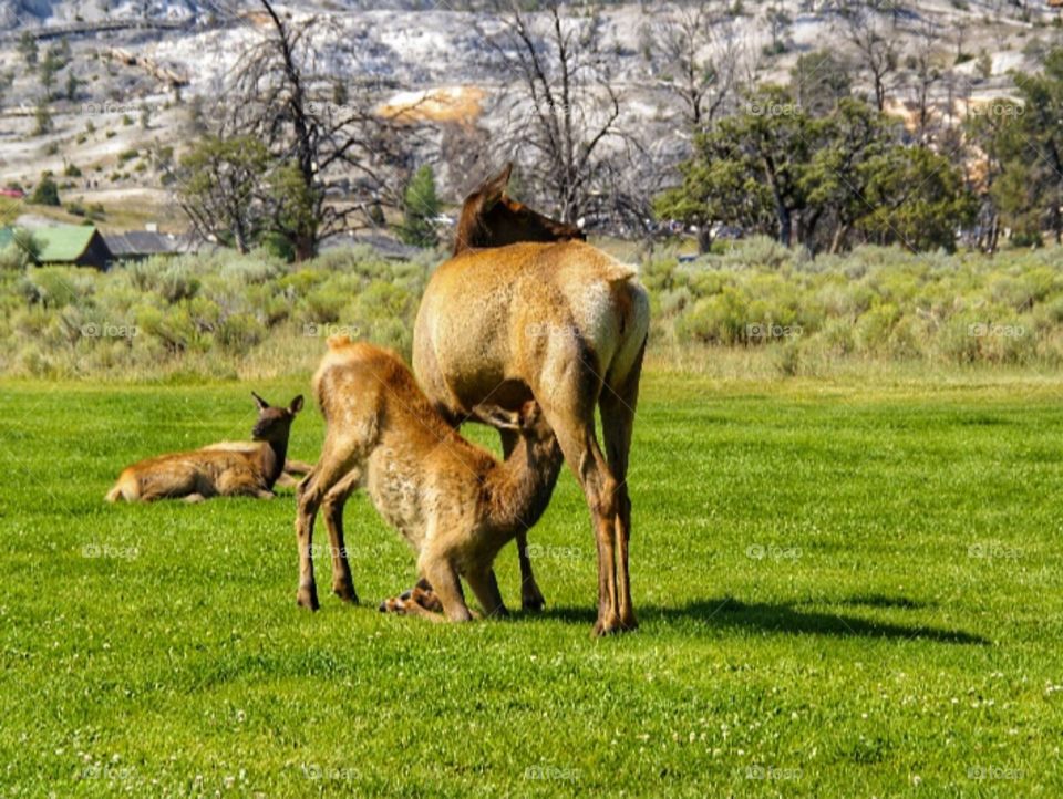 Elk and baby