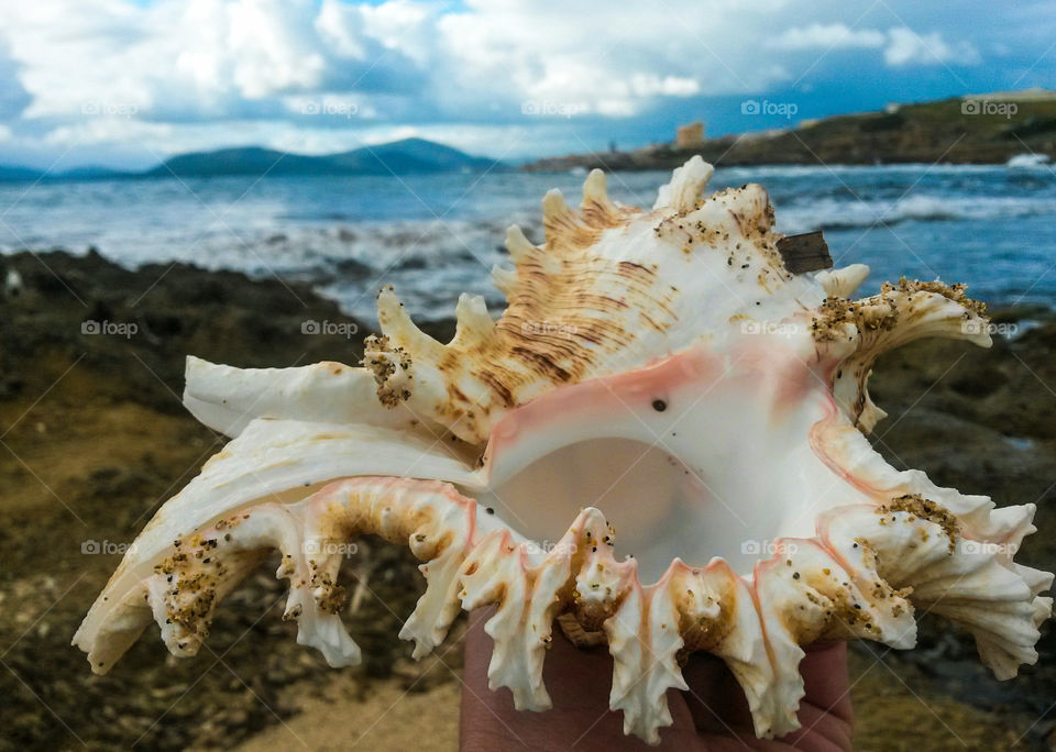 close up of seashell in front of the sea