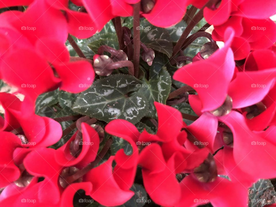 Some sparkling Cyclamen plants on display here, the radiance of this crimson red is electrifying.