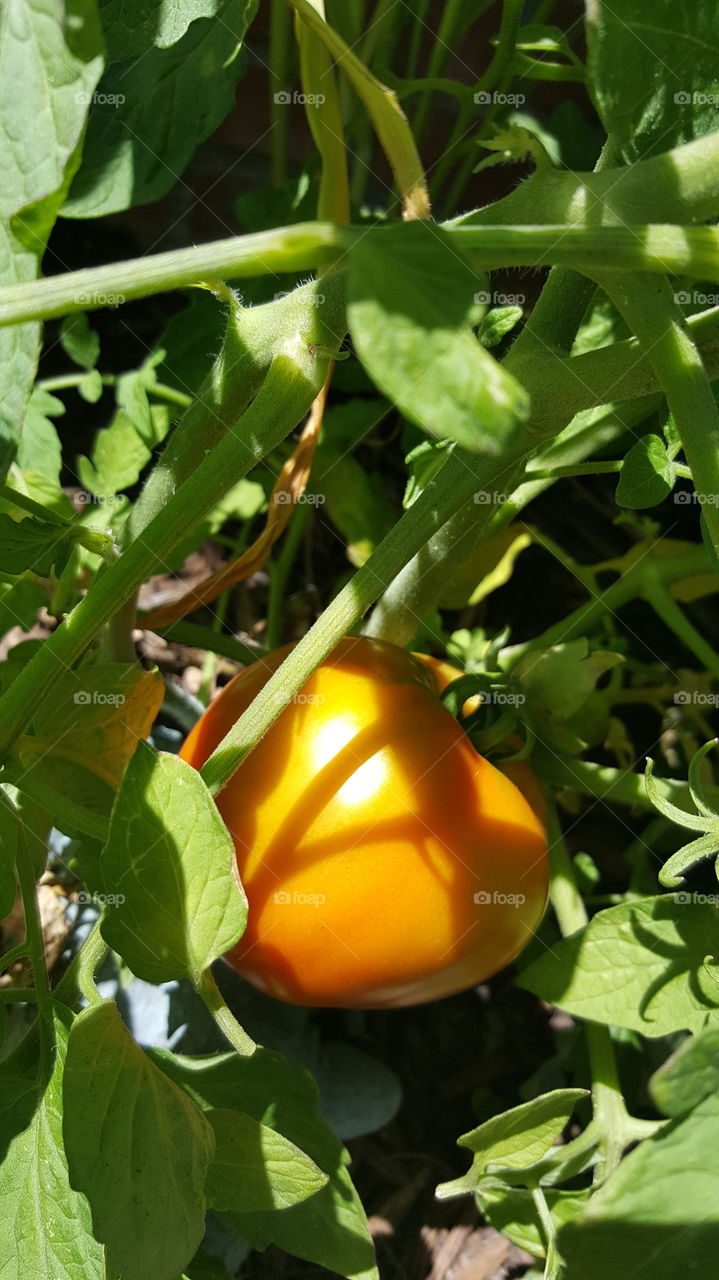 homegrown tomato