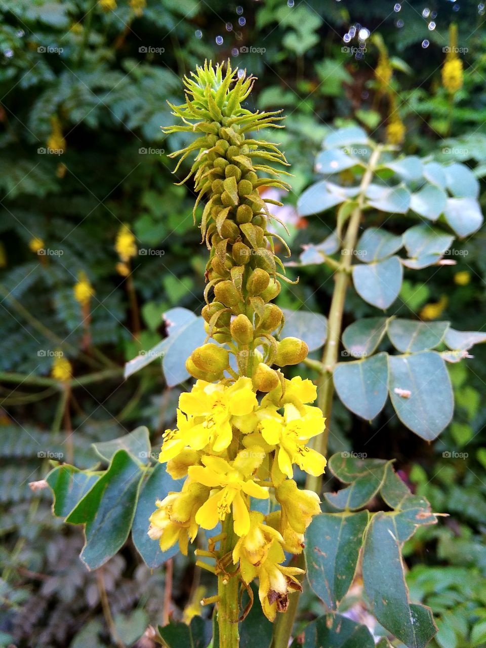 Yellowish flower with green leaves