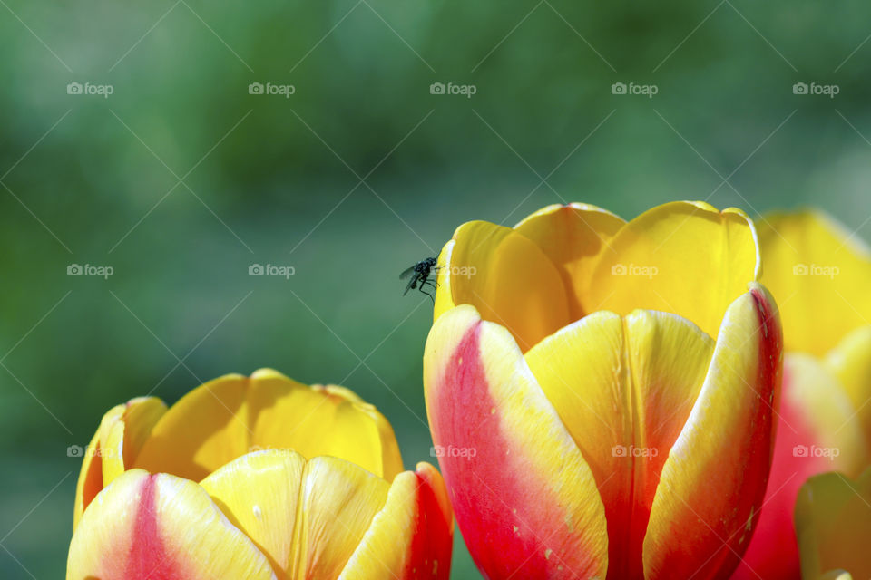 Flora with fly