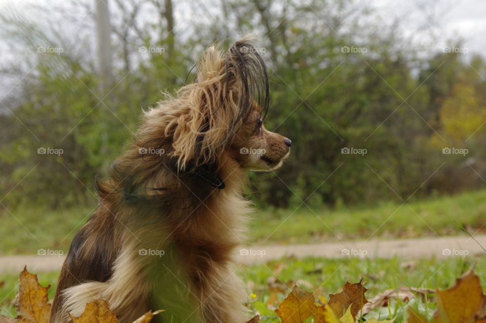 little brown sobaka.dlinnosherstny Toy Terrier