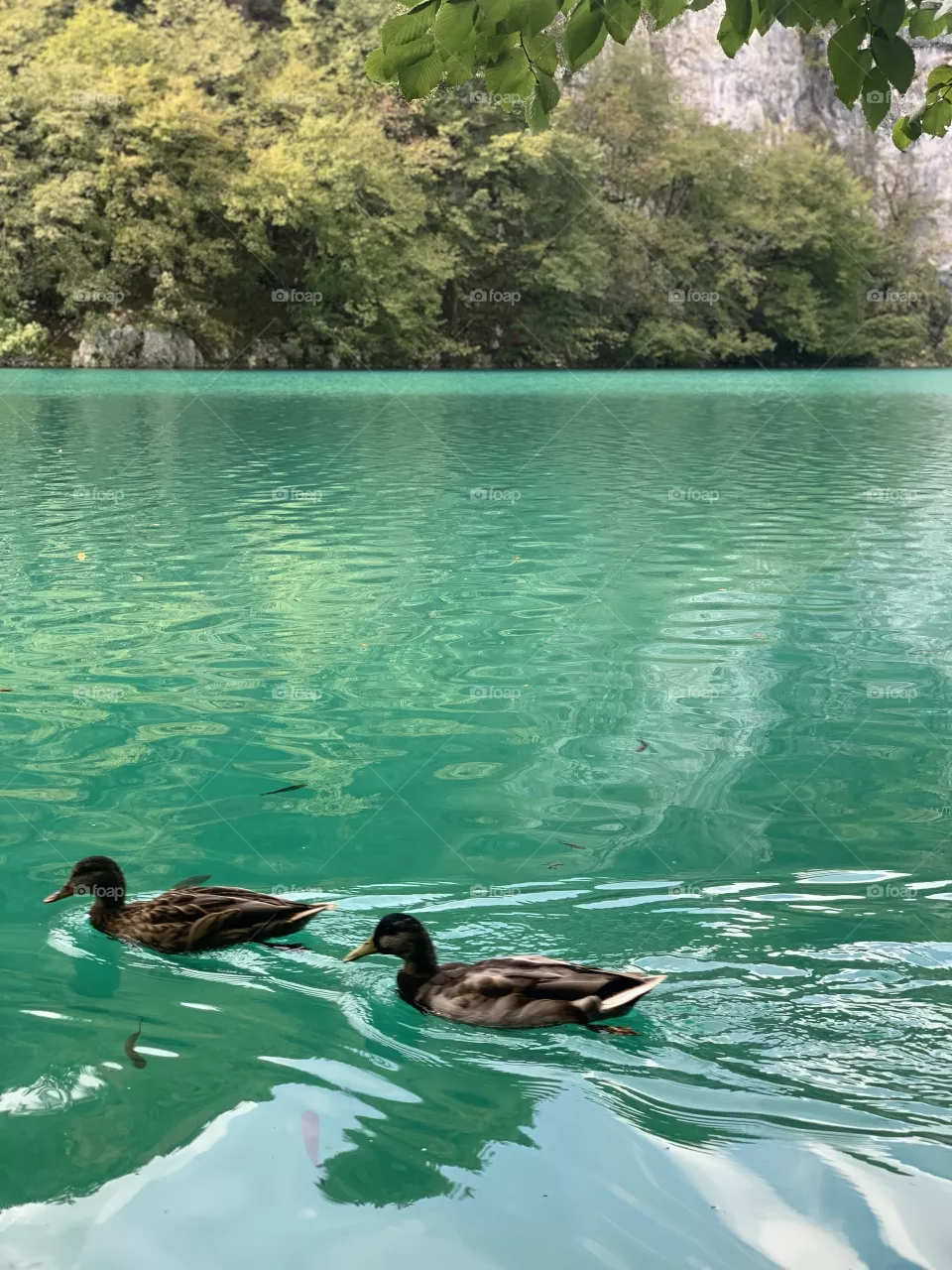 Ducks