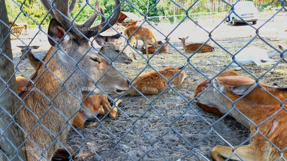 Fallow deers in mini zoo.