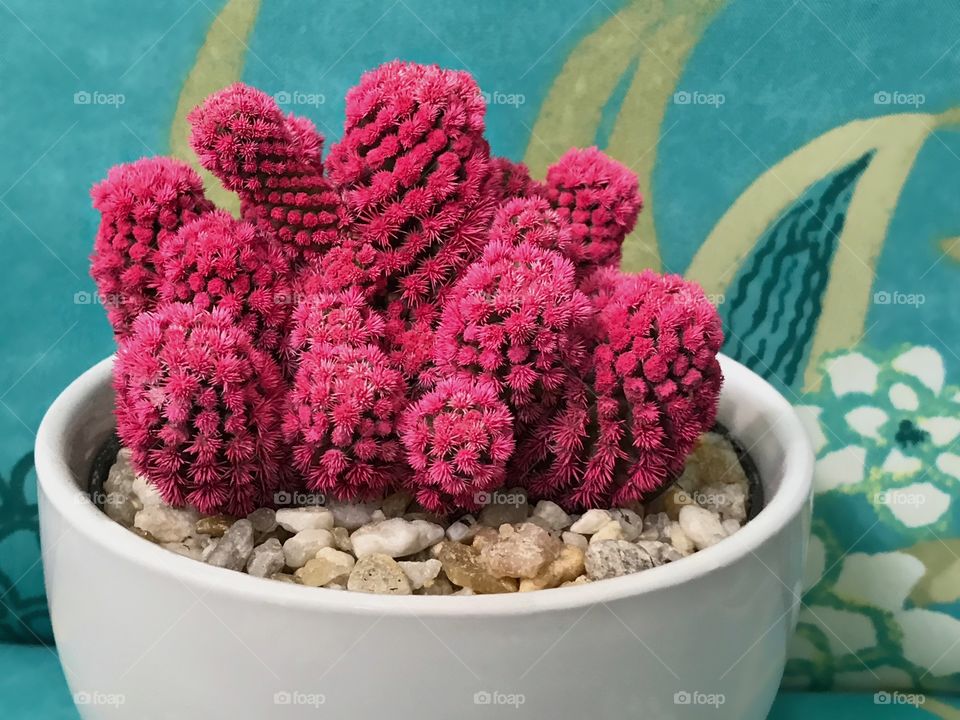 Plant enthusiasts raise a unique rosy pink cactus.