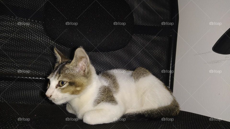 white cat busy at looking at something in front of him