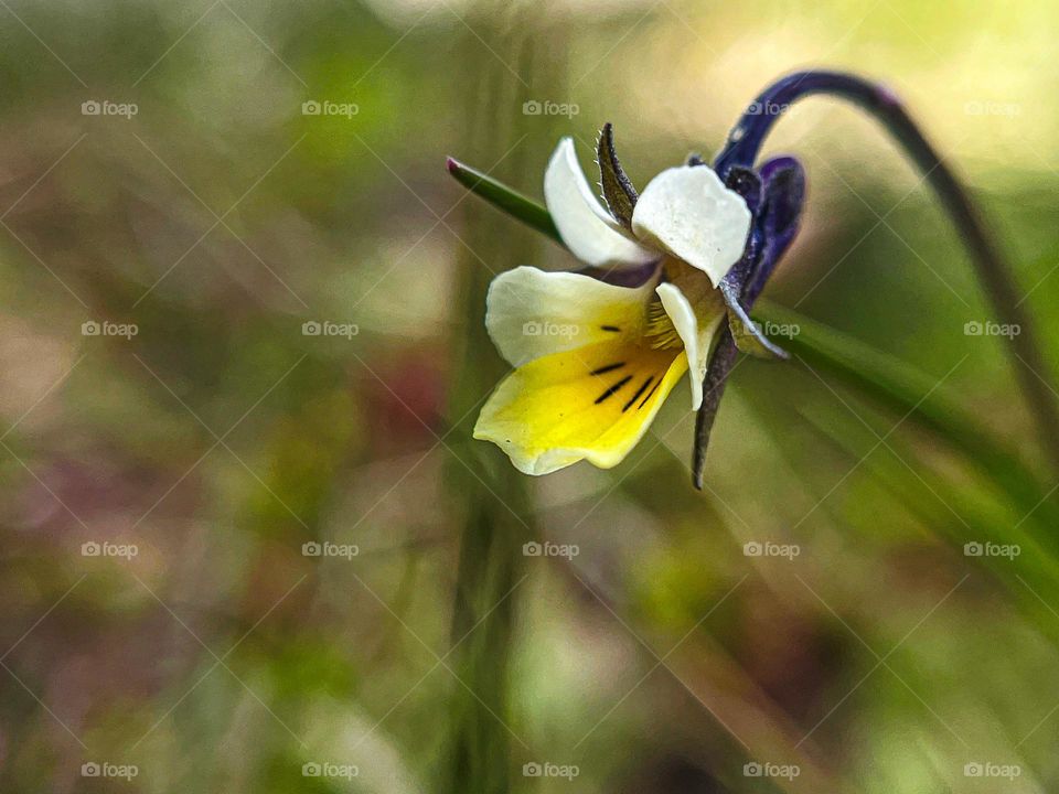 What a wonderful flower