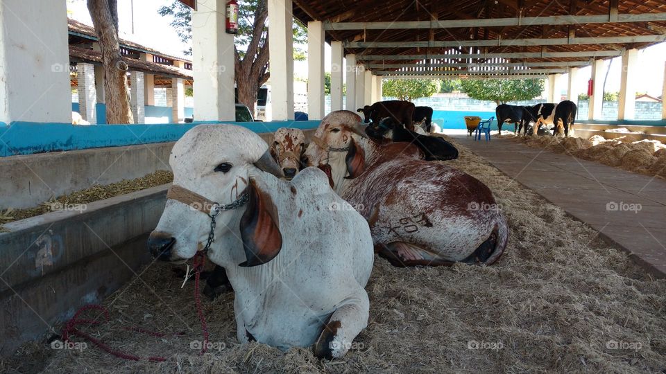 Gado Gir. Girolandos em cocheiras.