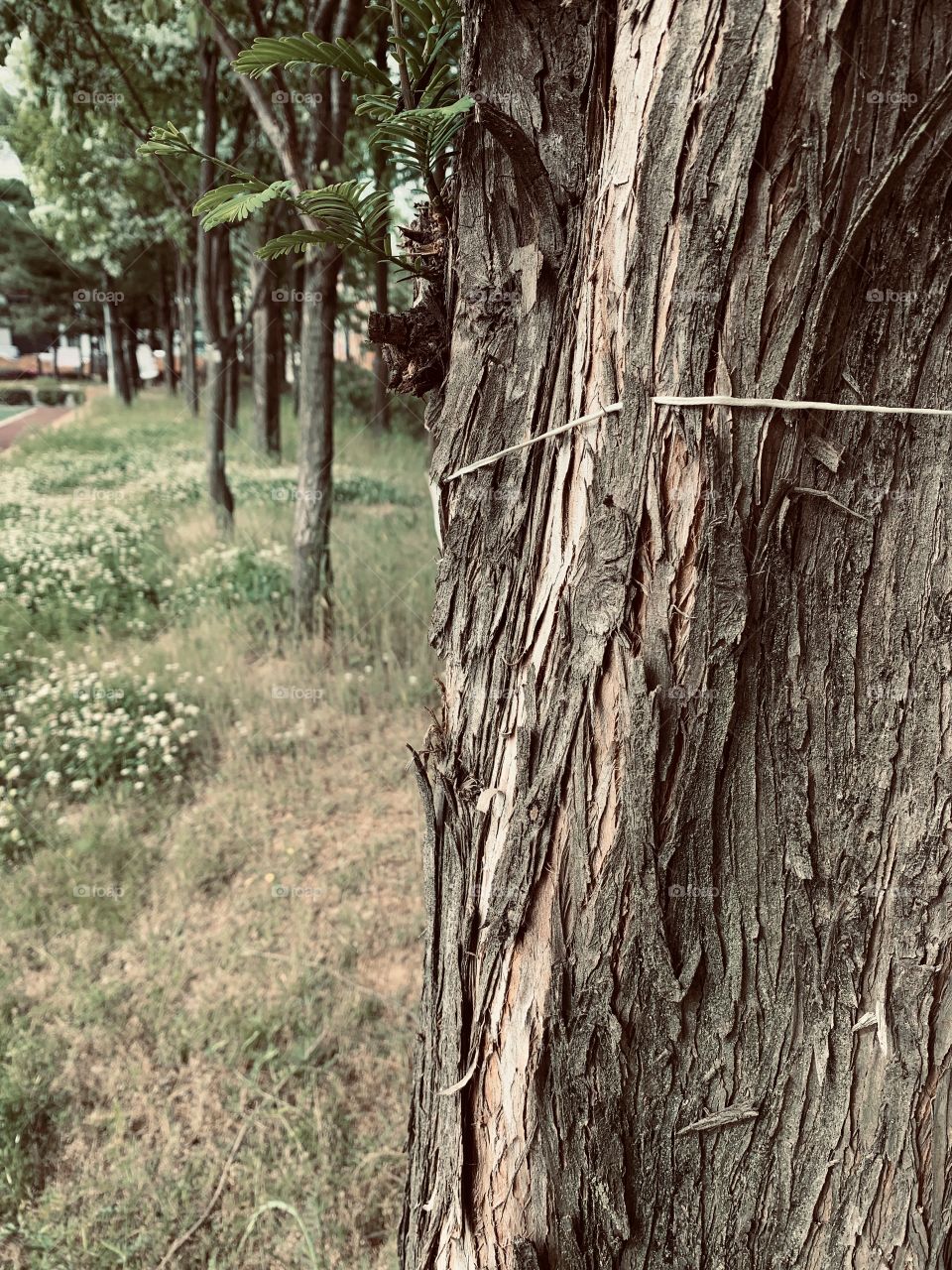 In nature, nothing is perfect and everything is perfect. Trees can be contorted, bent in weird ways, and they’re still beautiful.... make your wallpaper.