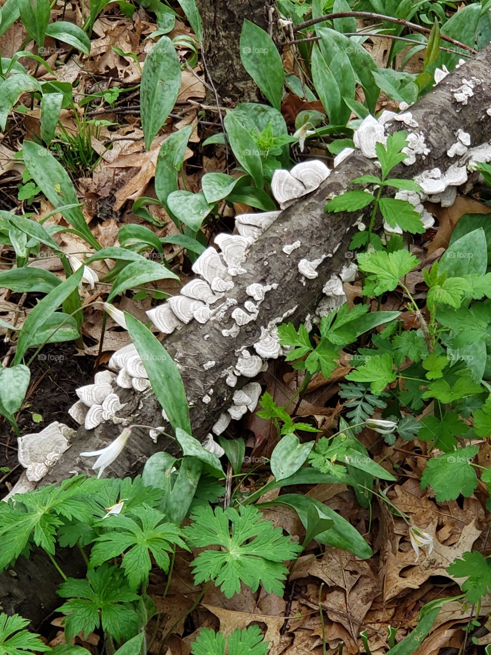 fungus on fallen trunk