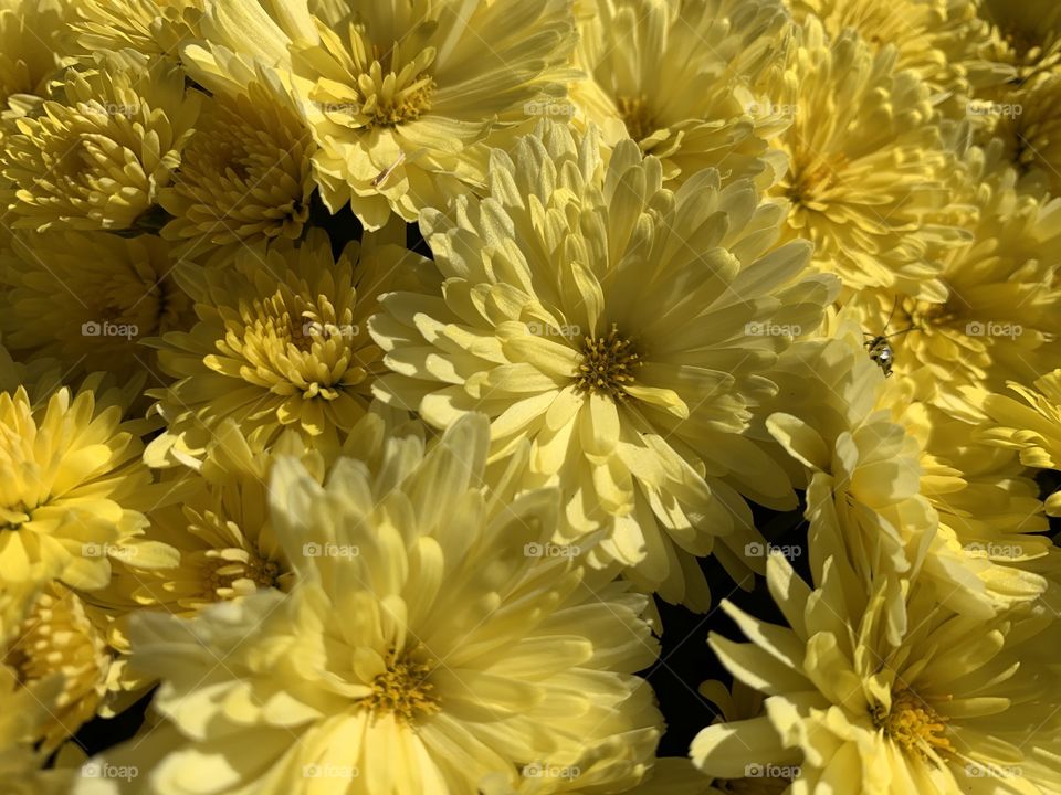 Flowers lemon