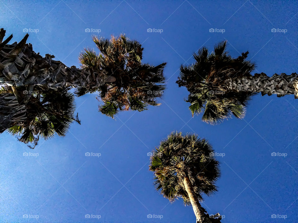 Tree, No Person, Sky, Outdoors, Nature