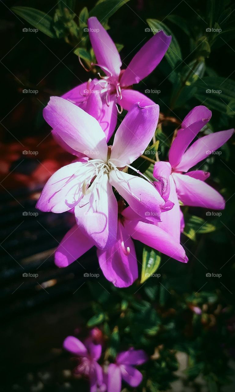These flowers can allure even the toughest hooman on the earth. 😁 Beautiful violet and lavender flowers showing off their beauty in the sun.