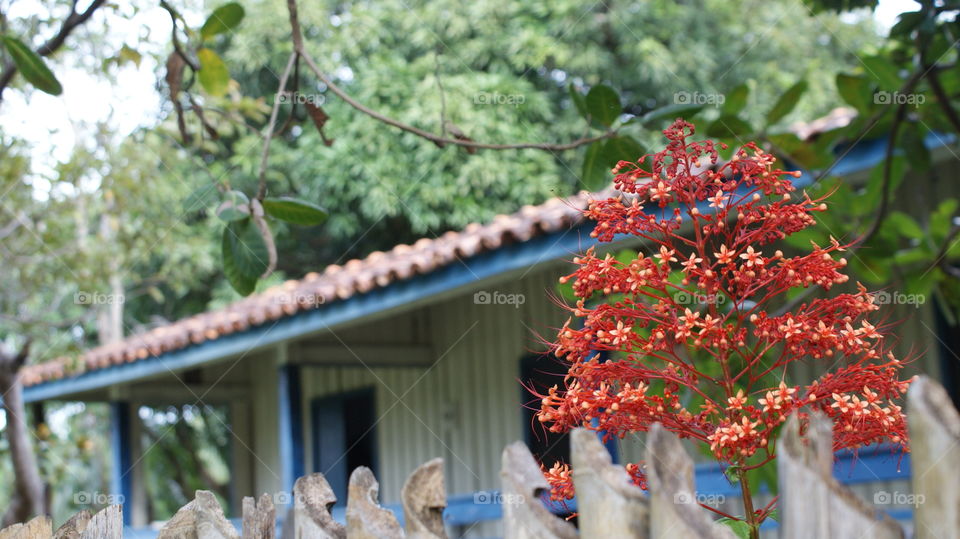 Red flowers