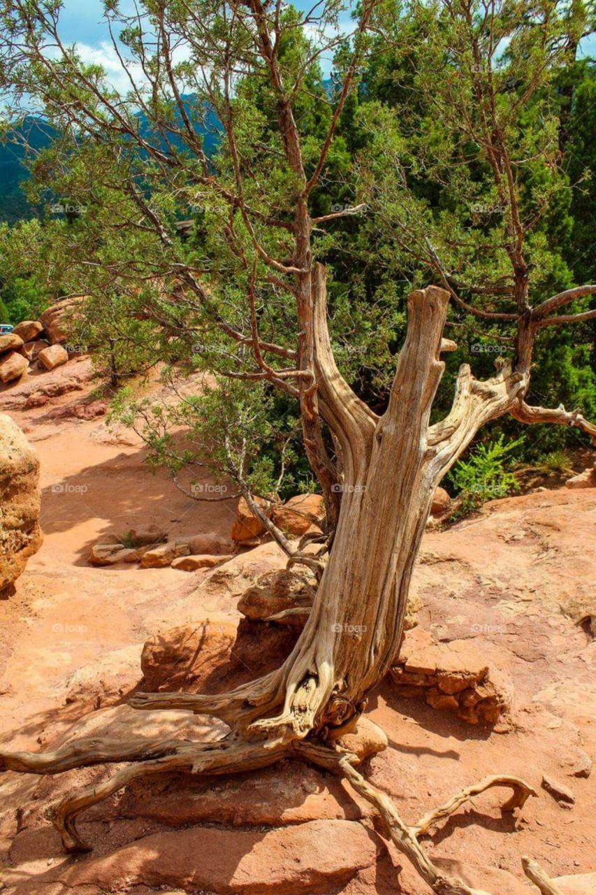 Colorado Springs, Colorado. We travelled to the Garden of the Gods and I found this tree growing out of the rock. I loved the juxtaposition of the dry/dead with the green growth.