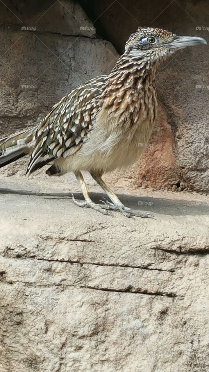 roadrunner