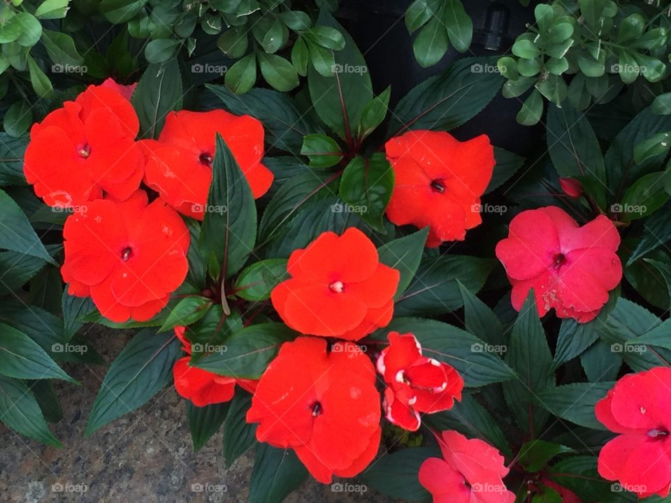 Red, Vivid Flowers