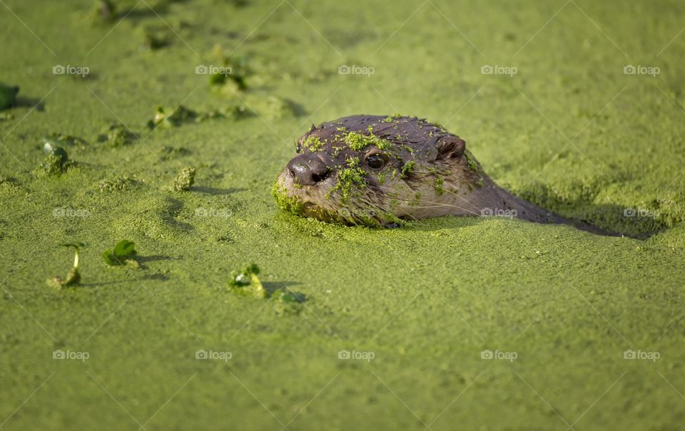 Otter in algae covered pond