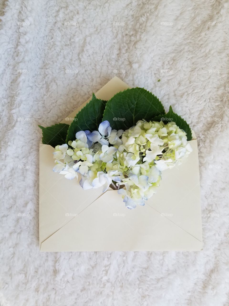 blue hydrangeas and green leaves in a creme envelope