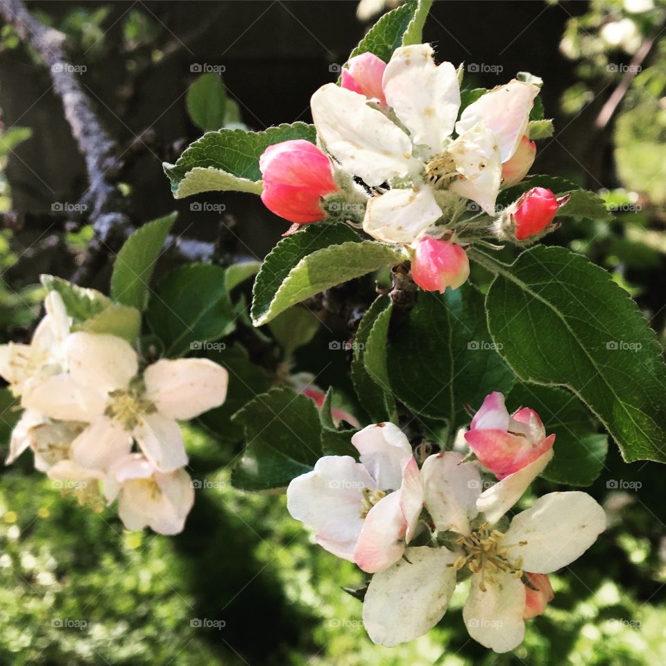 Apple Blossom
