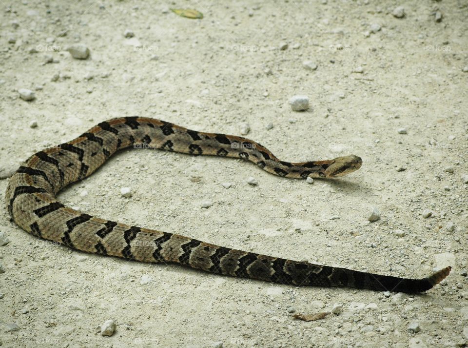 Eastern timber rattlesnake