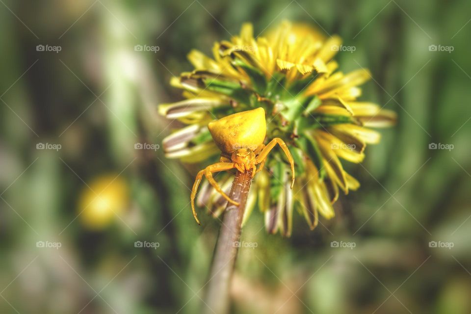 bright yellow spider on a blooming yellow dandelion