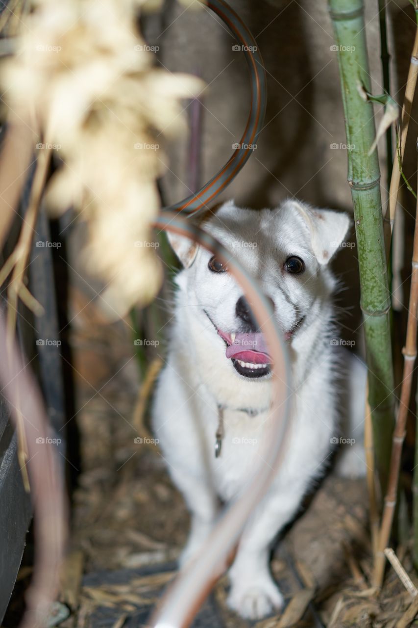 Perro feliz escondido detrás de una manguera. 