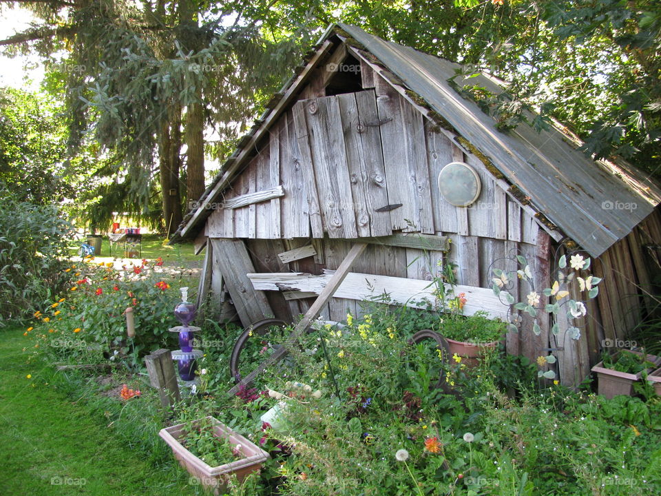 falling barn. This shed is located in Forest Grove, Oregon. 