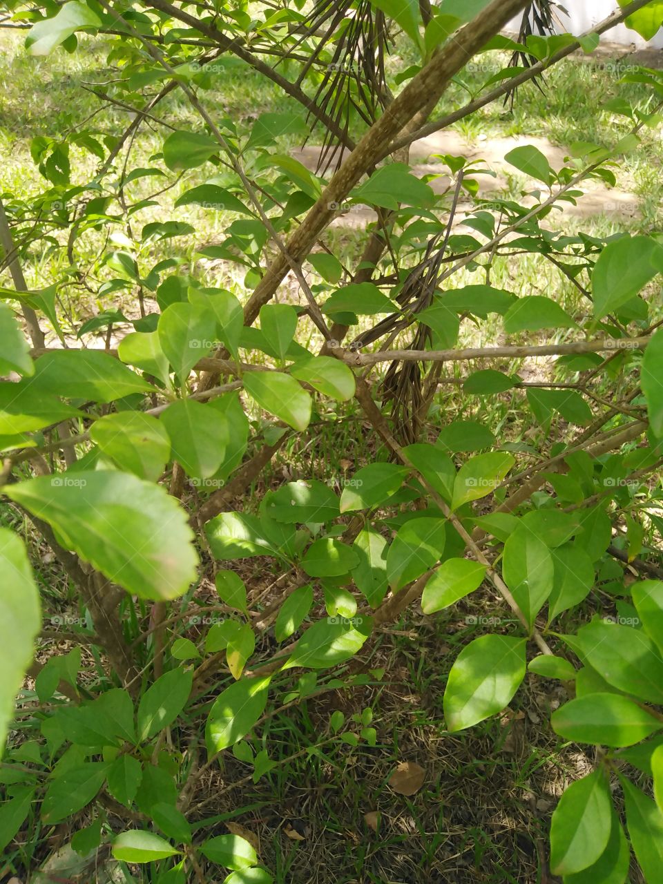 Green tree plants: leafy