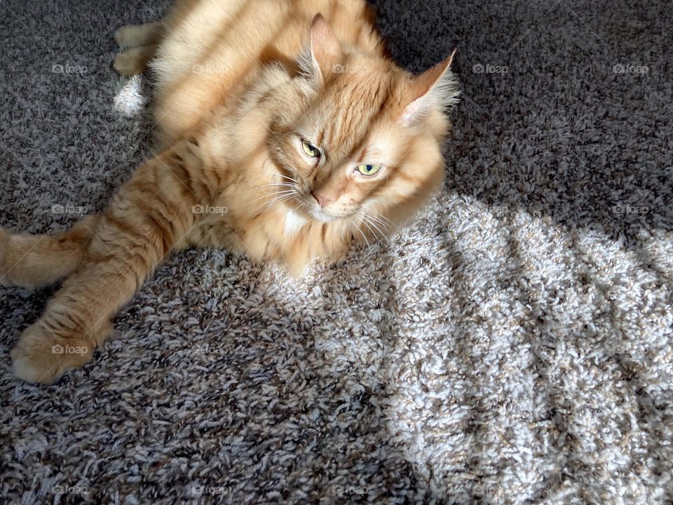 Fluffy cat in sun from window with blinds on rug