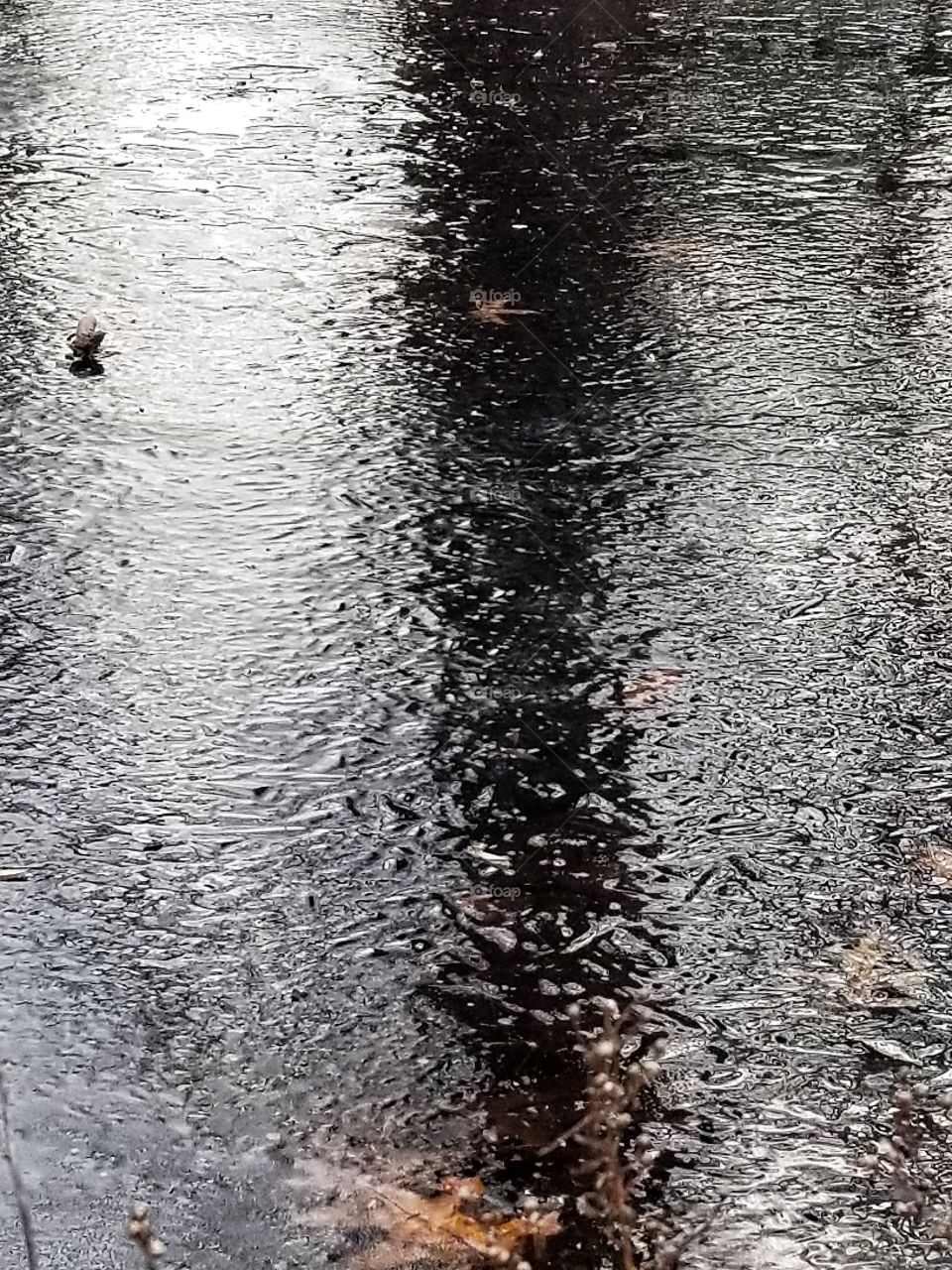 Tree Shadow on Ice