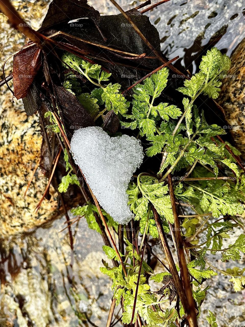 Heart of Snow