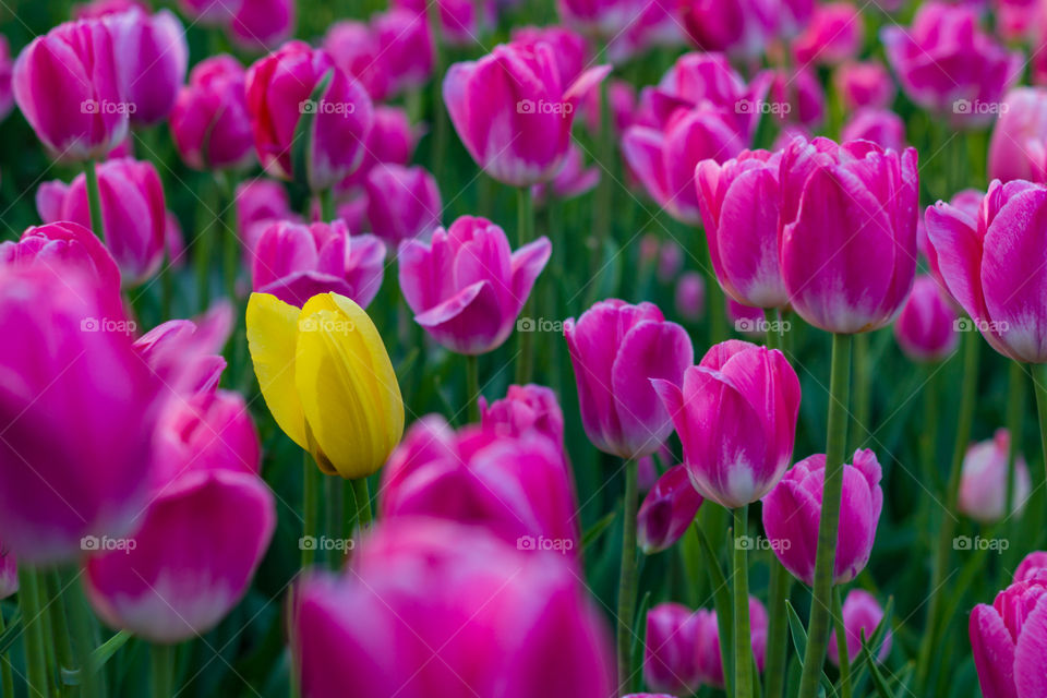 Unlike the rest, a yellow tulip among pink