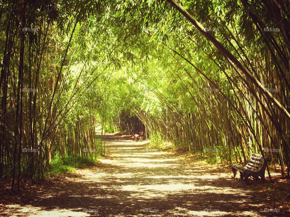Natural tunnel made of bamboo trees in Abkhazia