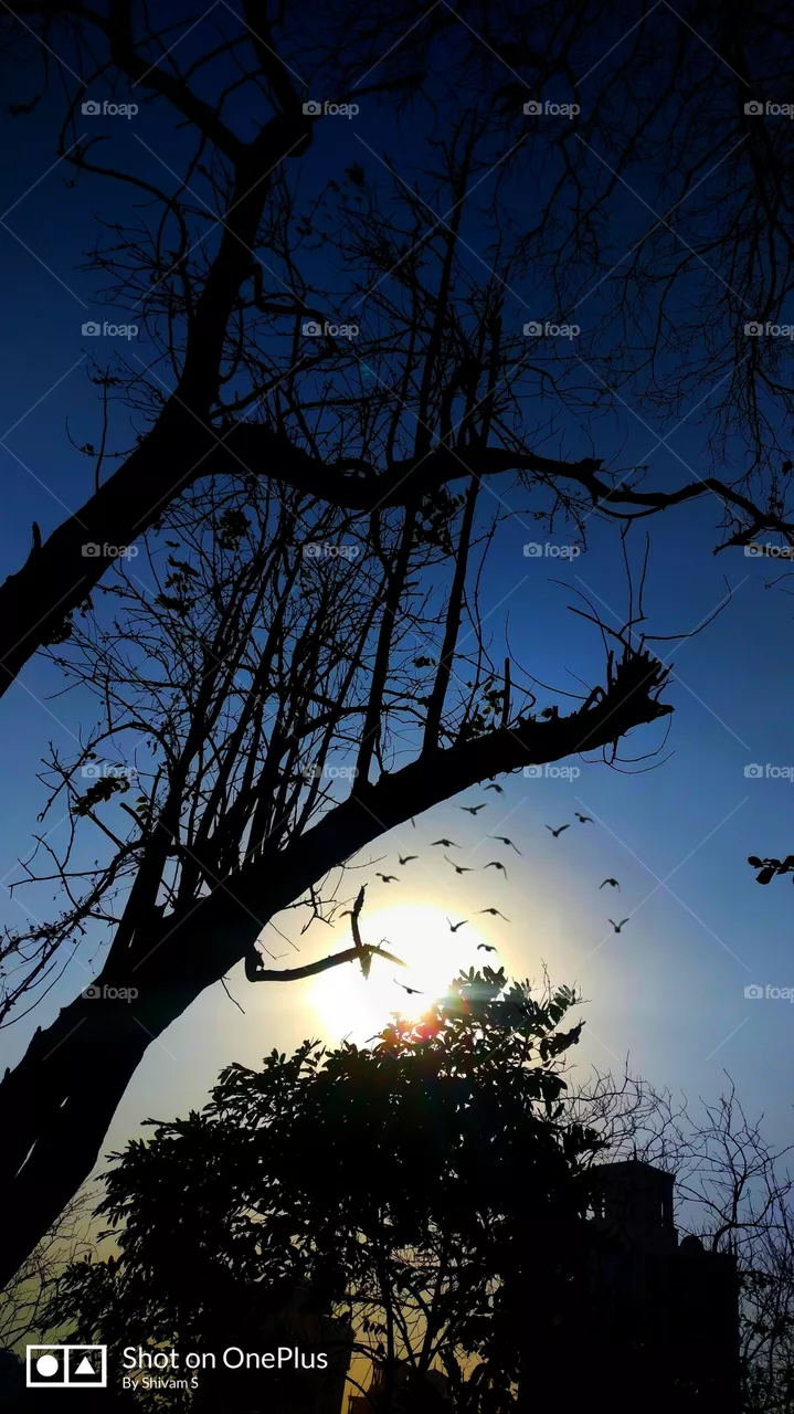 evening