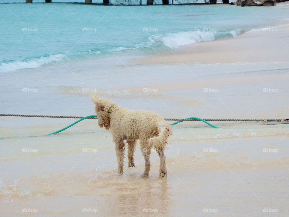 Dog on beach