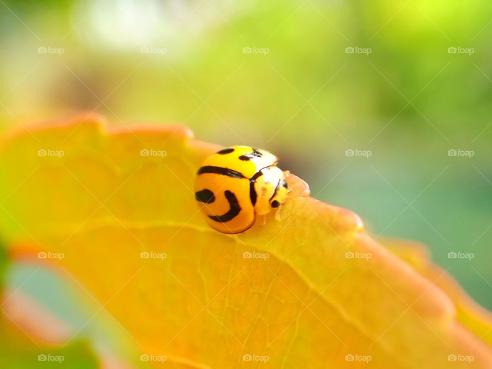 Ladybug