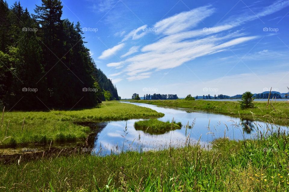 Marshy views on an early summer day. 