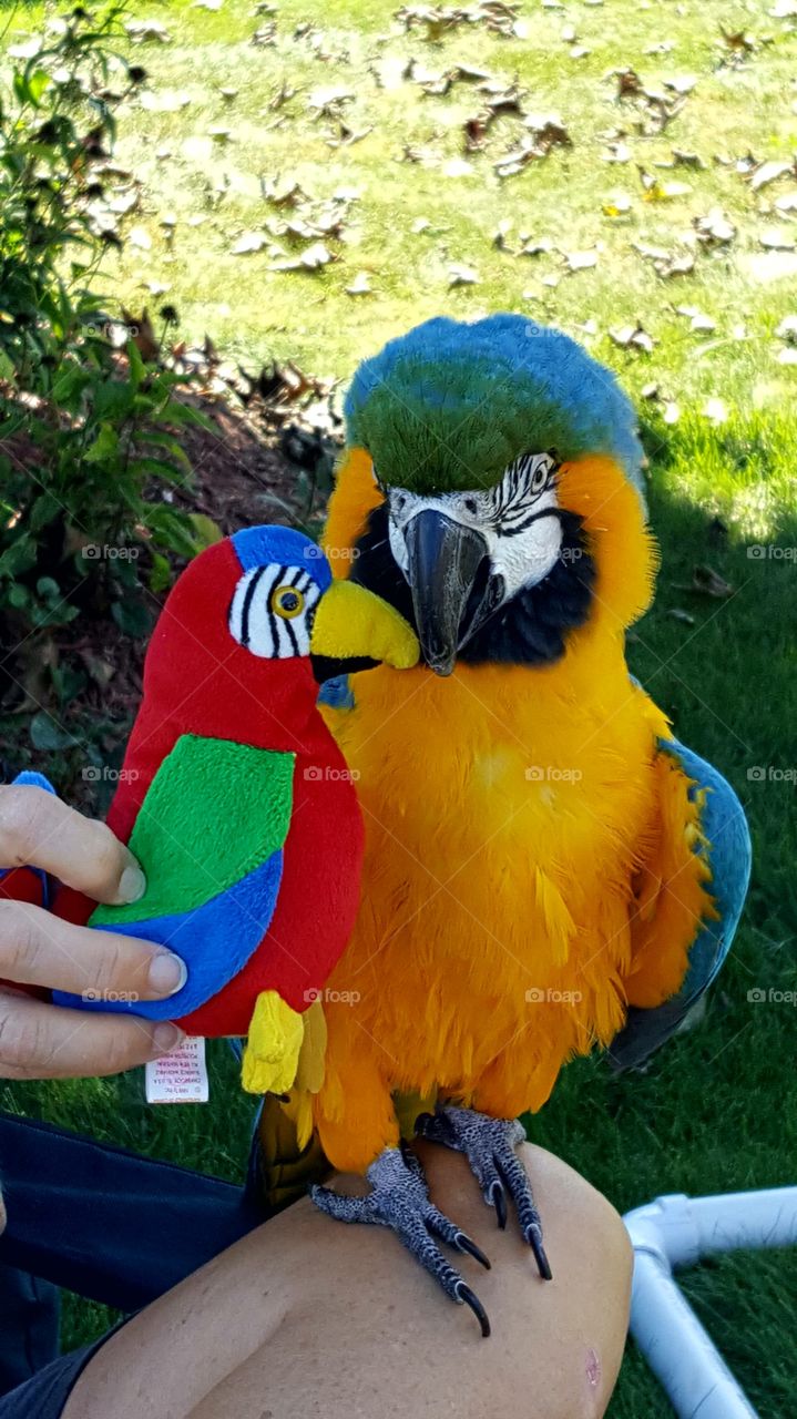 parrot with toy