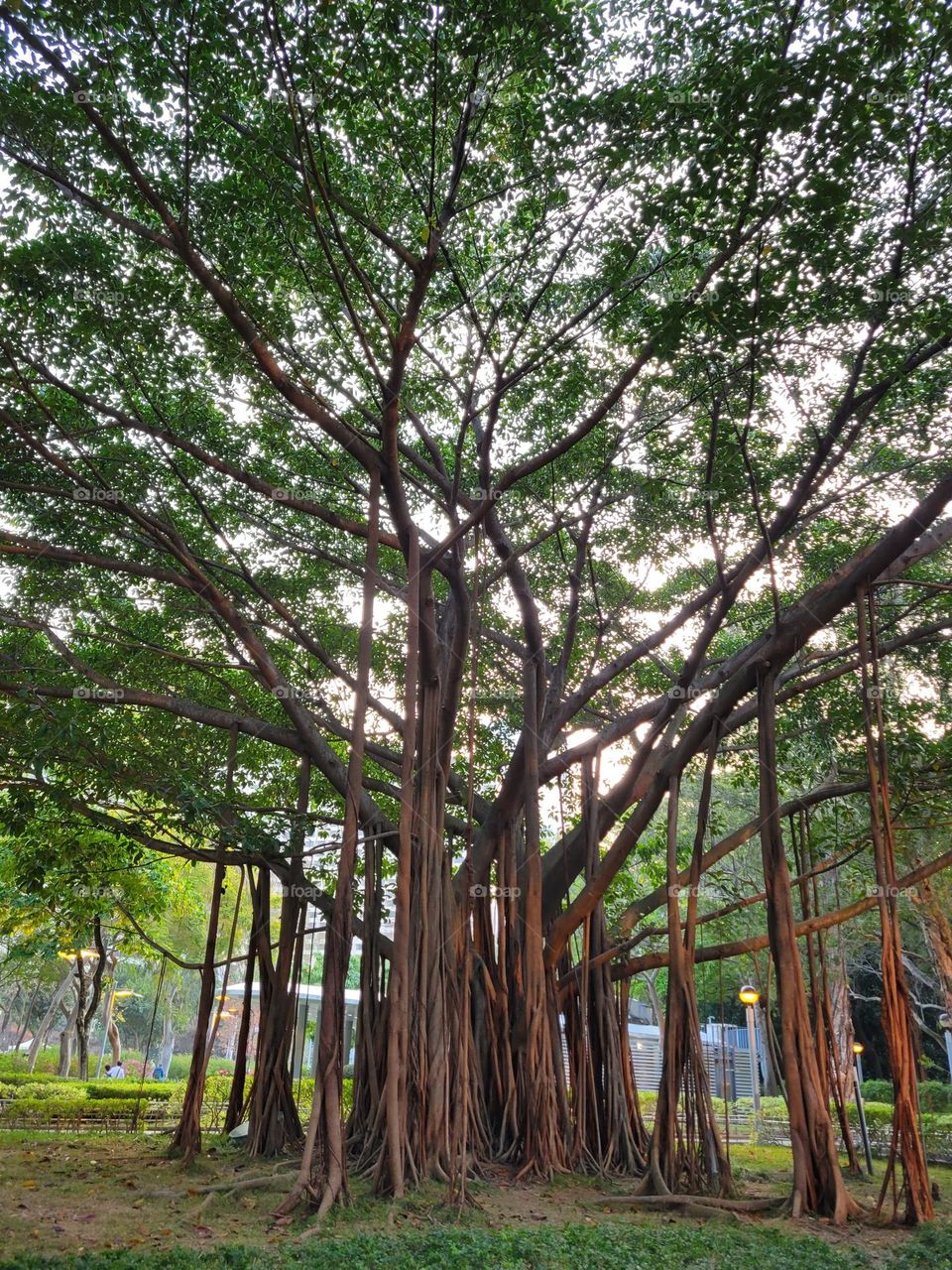 Banyan Tree at Victoria Park Hong Kong