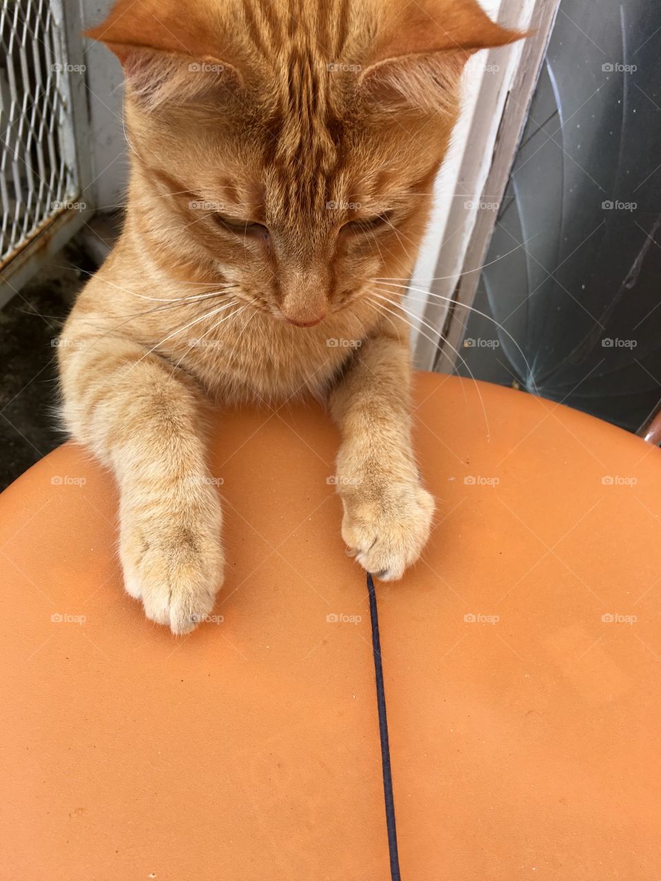 Ginger cat playing