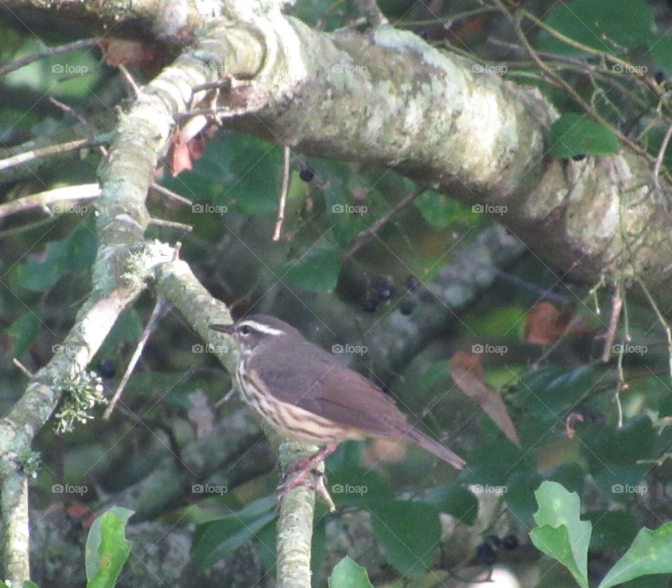 Louisiana Waterthrush