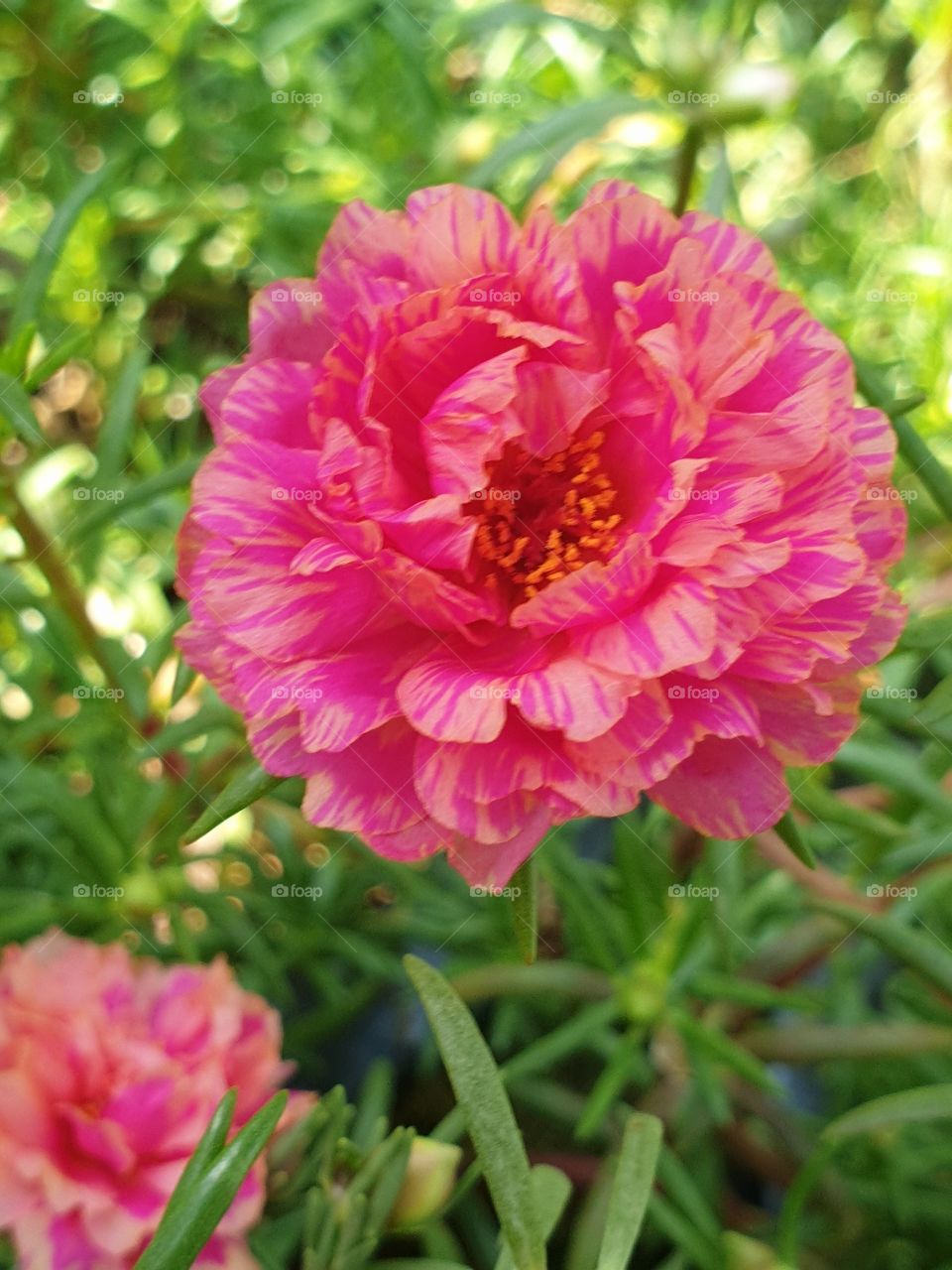 the portulaca grandiflora