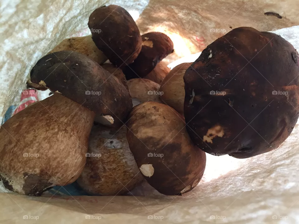 Mushrooms 