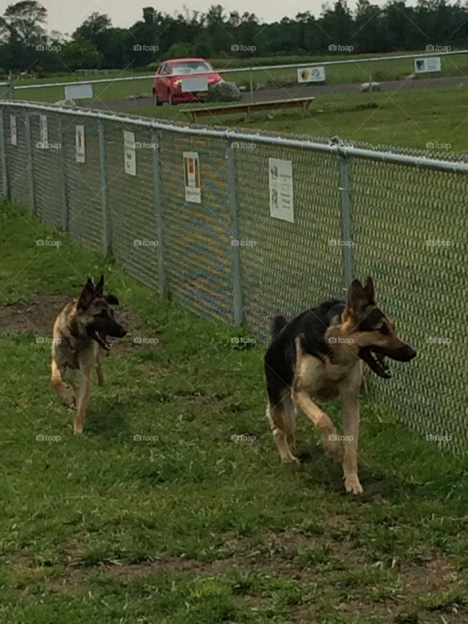 Shepherd's are patrolling the fence line at the dog park.  Fun day!!
