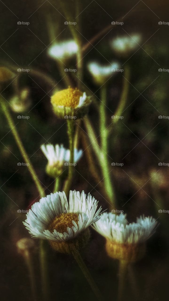 Daisy chain. golden hour walk