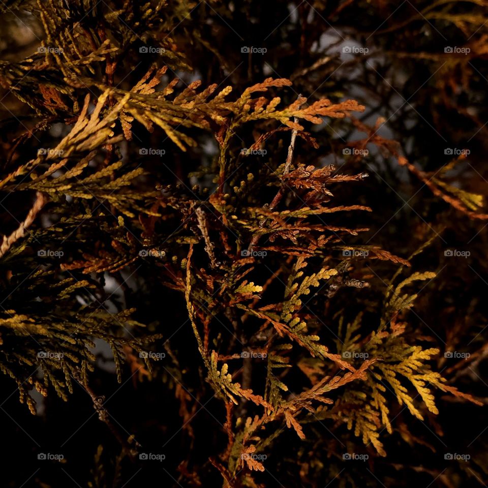 The Lights of Autumn at Night