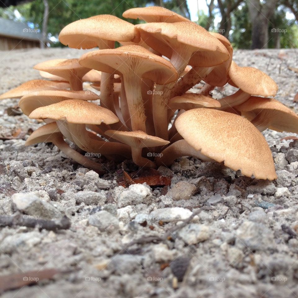 Mushroom madness